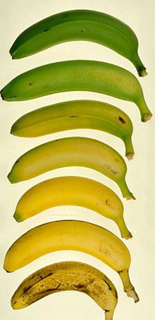 Бананы - как правильно определить спелость, купить, выбрать, хранить бананы