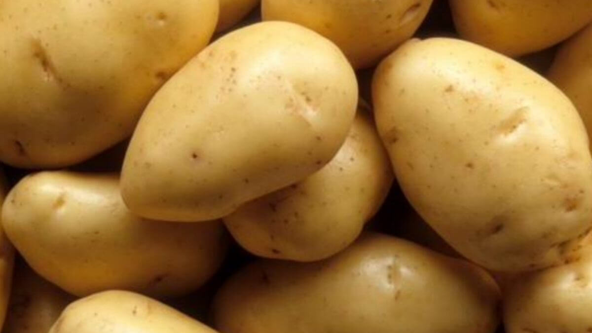 Выбор картошки ✓ Какой картофель лучше
