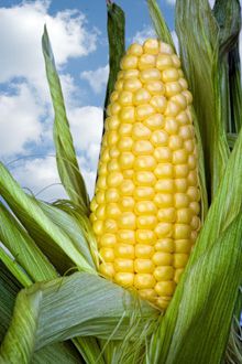 Выбираем правильно качественную кукурузу