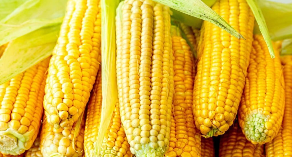 Где и как хранится кукуруза