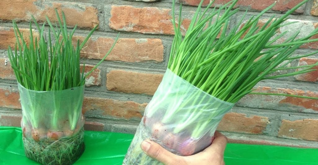 Зеленый лук: правильная покупка и хранение Хранение зеленого лука