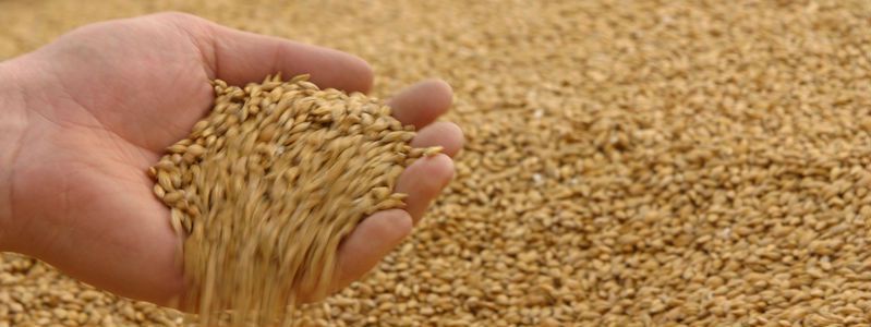 Как оценить и проверить качество пшеничной крупы