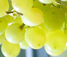 Внешние показатели определения спелости винограда