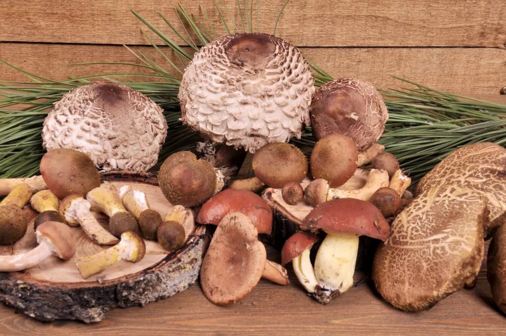 Основные признаки свежести и качества грибов