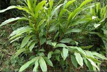 Растение кардамона в природе