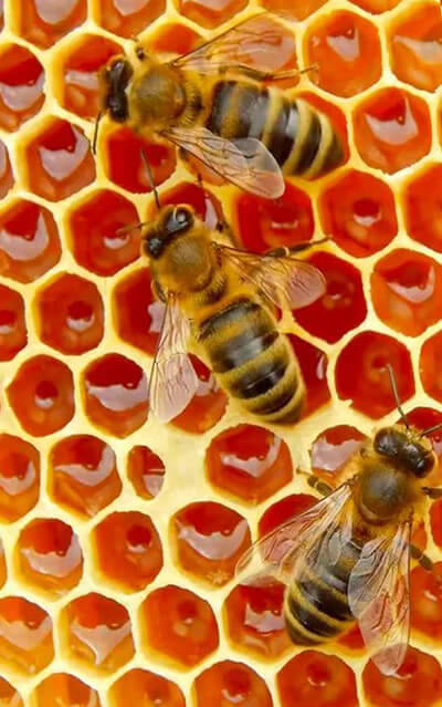 Питаться мёдом каждый день