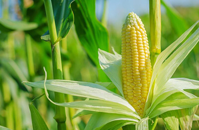 Спрос на кукурузу повышен