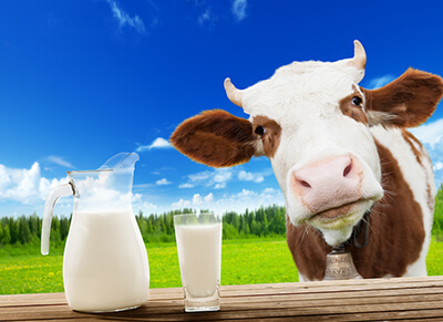 Коровье молоко - популярность продукта