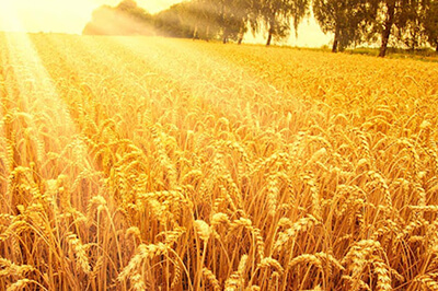Спрос на зерновые культуры