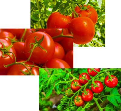 Селекционеры разрабатывают новые сорта томатов
