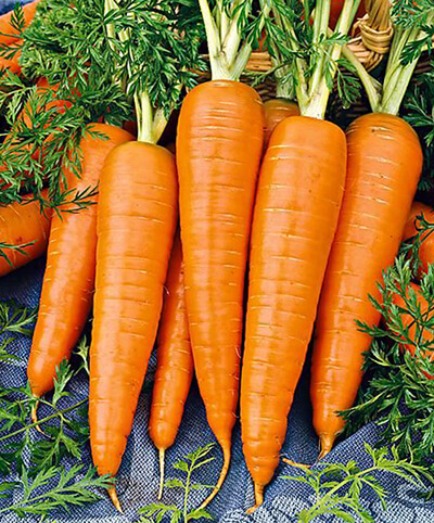 Гибрид морковки - устойчив к серьёзным заболеваниям